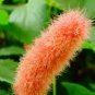 100 Pcs Seeds Hybrid F2 Chenille Plant (Acalypha pendula) Seeds Orange Color Bonsai