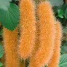 100 Pcs Trailing Chenille Plant Seeds Yellow Color Hybrid Perennial Bonsai Hanging Flowers