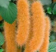 100 Pcs Trailing Chenille Plant Seeds Yellow Color Hybrid Perennial Bonsai Hanging Flowers