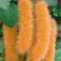 100 Pcs Trailing Chenille Plant Seeds Yellow Color Hybrid Perennial Bonsai Hanging Flowers