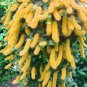 100 Pcs Trailing Chenille Plant Seeds Yellow Color Hybrid Perennial Bonsai Hanging Flowers