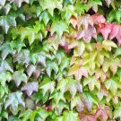 100 Pcs Seeds Mixed Colors Boston Ivy Bonsai Creepers Green Boston Ivy Grass Plant 100 Pcs Seeds Mixed Colors Boston Ivy Bonsai Creepers Green Boston Ivy Grass Plant
