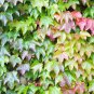 100 Pcs Seeds Mixed Colors Boston Ivy Bonsai Creepers Green Boston Ivy Grass Plant