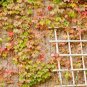 100 Pcs Seeds Mixed Colors Boston Ivy Bonsai Creepers Green Boston Ivy Grass Plant