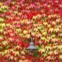 100 Pcs Seeds Mixed Colors Boston Ivy Bonsai Creepers Green Boston Ivy Grass Plant