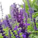 100 Pcs Seeds Sage Bonsai Vanilla Fragrant Flowers Edible Salvia Japonica Bonsai