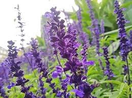 100 Pcs Seeds Sage Bonsai Vanilla Fragrant Flowers Edible Salvia Japonica Bonsai