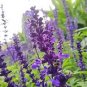 100 Pcs Seeds Sage Bonsai Vanilla Fragrant Flowers Edible Salvia Japonica Bonsai