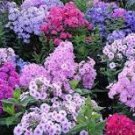 200 Pcs Seeds Home Garden Plants Outdoor Perennial Phlox Bonsai,Planting Phlox Flower Plant