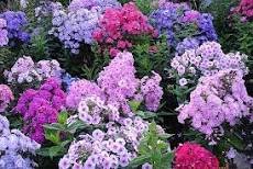 200 Pcs Seeds Home Garden Plants Outdoor Perennial Phlox Bonsai,Planting Phlox Flower Plant