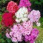 200 Pcs Seeds Home Garden Plants Outdoor Perennial Phlox Bonsai,Planting Phlox Flower Plant