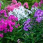 200 Pcs Seeds Home Garden Plants Outdoor Perennial Phlox Bonsai,Planting Phlox Flower Plant