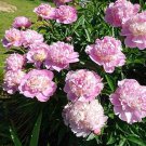 20 Pcs Seeds Double Blooms Peony Heirloom Sorbet Robust Paeonia Bonsai Flower