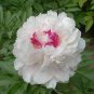 20 Pcs Seeds Double Blooms Peony Heirloom Sorbet Robust Paeonia Bonsai Flower