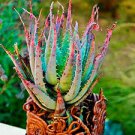 200 Pcs Seeds Rainbow Aloe Bonsai Mixed Excellent Succulent Plants Aloe Vera Plants 200 Pcs Seeds Rainbow Aloe Bonsai Mixed Excellent Succulent Plants Aloe Vera Plants