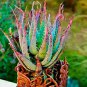 200 Pcs Seeds Rainbow Aloe Bonsai Mixed Excellent Succulent Plants Aloe Vera Plants