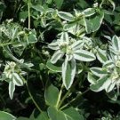 50 Pcs Seeds Euphorbia Marginata Pursh Heat Resistant Ever Green