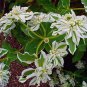 50 Pcs Seeds Euphorbia Marginata Pursh Heat Resistant Ever Green