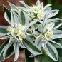 50 Pcs Seeds Euphorbia Marginata Pursh Heat Resistant Ever Green