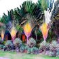 100 Pcs Seeds Purple Travelers Palm Flores Bonsai