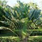 100 Pcs Seeds Purple Travelers Palm Flores Bonsai
