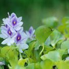 100 Pcs Seeds Fresh Real shuihulu semillas - Eichhornia crassipes Aquatic Plants sementes