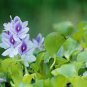 100 Pcs Seeds Fresh Real shuihulu semillas - Eichhornia crassipes Aquatic Plants sementes