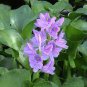 100 Pcs Seeds Fresh Real shuihulu semillas - Eichhornia crassipes Aquatic Plants sementes