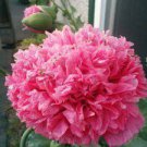 20 Pcs Seeds Rare Double Peony Seed Multicolor Perennial Peony Flowers Chinese Paeonia