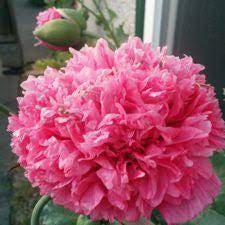 20 Pcs Seeds Rare Double Peony Seed Multicolor Perennial Peony Flowers Chinese Paeonia