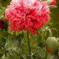 20 Pcs Seeds Rare Double Peony Seed Multicolor Perennial Peony Flowers Chinese Paeonia