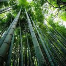 50 Pcs Seeds Rare Black Timor Bamboo Bonsai