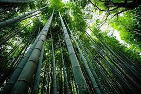 50 Pcs Seeds Rare Black Timor Bamboo Bonsai