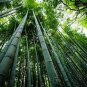 50 Pcs Seeds Rare Black Timor Bamboo Bonsai