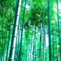 50 Pcs Seeds Rare Black Timor Bamboo Bonsai