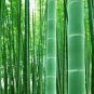 50 Pcs Seeds Rare Black Timor Bamboo Bonsai