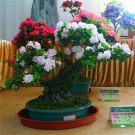 100 Pcs Seeds Bonsai Rhododendron Flower