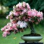 100 Pcs Seeds Bonsai Rhododendron Flower