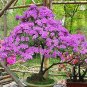 100 Pcs Seeds Bonsai Rhododendron Flower