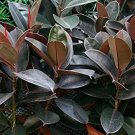 50 Pcs Seeds Rare Bonsai Ficus Elastica Decora Indian Rubber Tree
