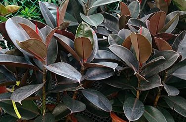 50 Pcs Seeds Rare Bonsai Ficus Elastica Decora Indian Rubber Tree
