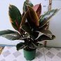 50 Pcs Seeds Rare Bonsai Ficus Elastica Decora Indian Rubber Tree