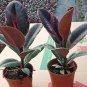 50 Pcs Seeds Rare Bonsai Ficus Elastica Decora Indian Rubber Tree