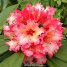 100 Pcs Seeds Rare Azalea Rhododendron Plants 100 Pcs Seeds Rare Azalea Rhododendron Plants