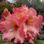 100 Pcs Seeds Rare Azalea Rhododendron Plants