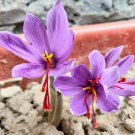 200 Pcs Seeds Imported Saffron Flower Plants Not Saffron Bulbs