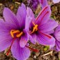 200 Pcs Seeds Imported Saffron Flower Plants Not Saffron Bulbs