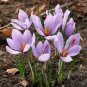 200 Pcs Seeds Imported Saffron Flower Plants Not Saffron Bulbs