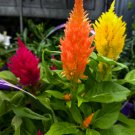 200 Pcs Colorful Pteris Cockscomb Seeds (celosia spicata) Flores Bonsai Flower plantas