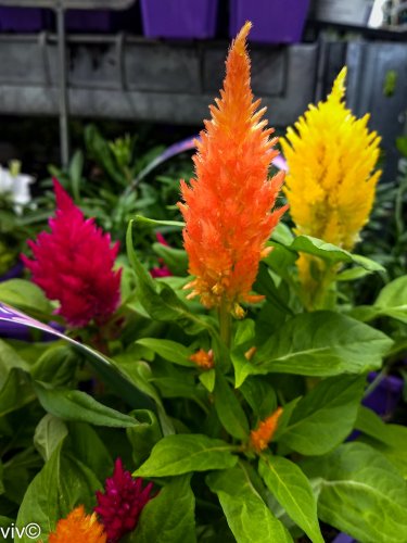 200 Pcs Colorful Pteris Cockscomb Seeds (celosia spicata) Flores Bonsai Flower plantas